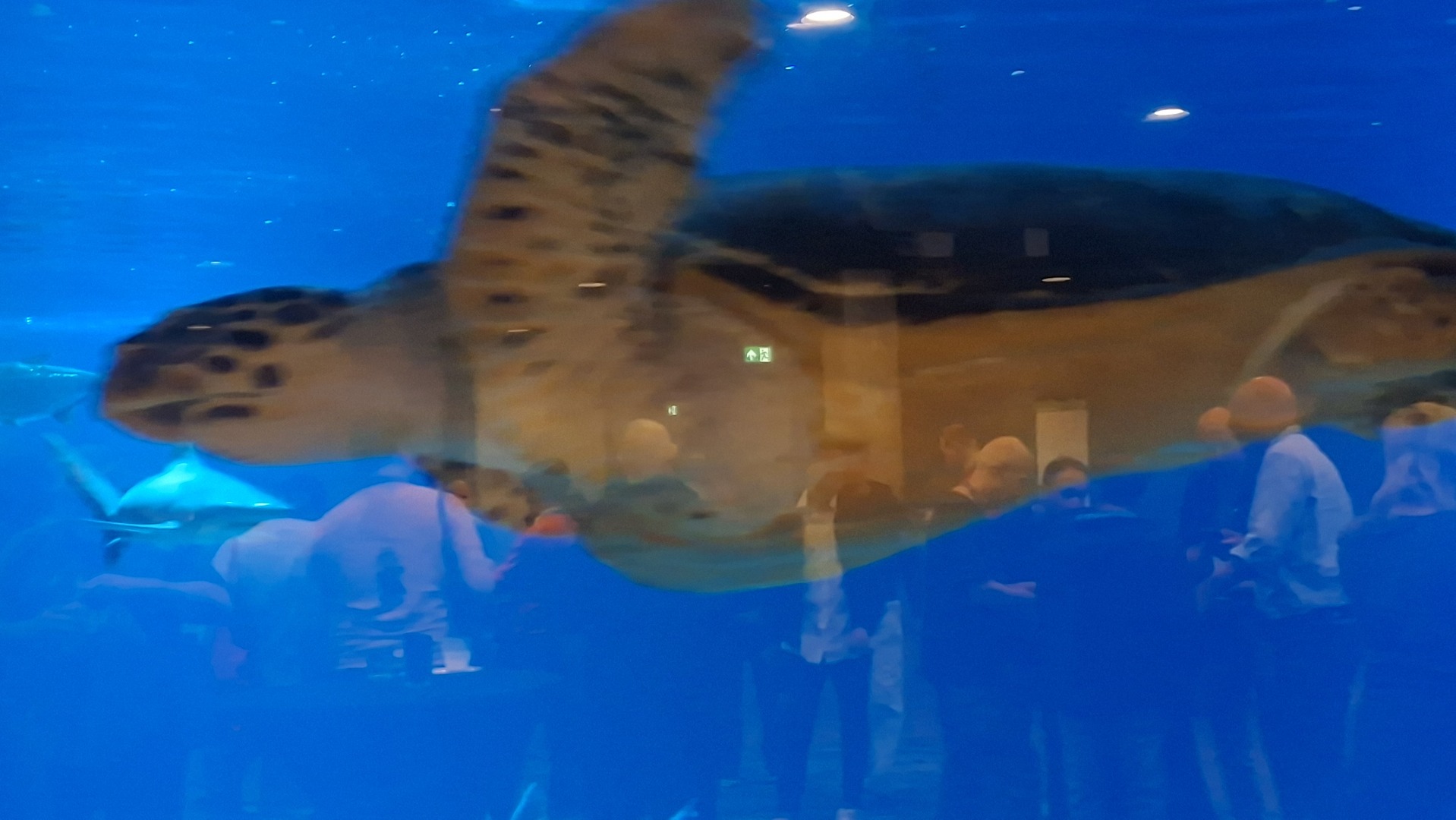 Obligatory sea turtle photo from PGDay Lowlands 2025
